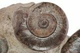 Tall, Jurassic Ammonite (Hammatoceras) Display - France #279351-2